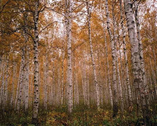 a road trip through Hokkaido